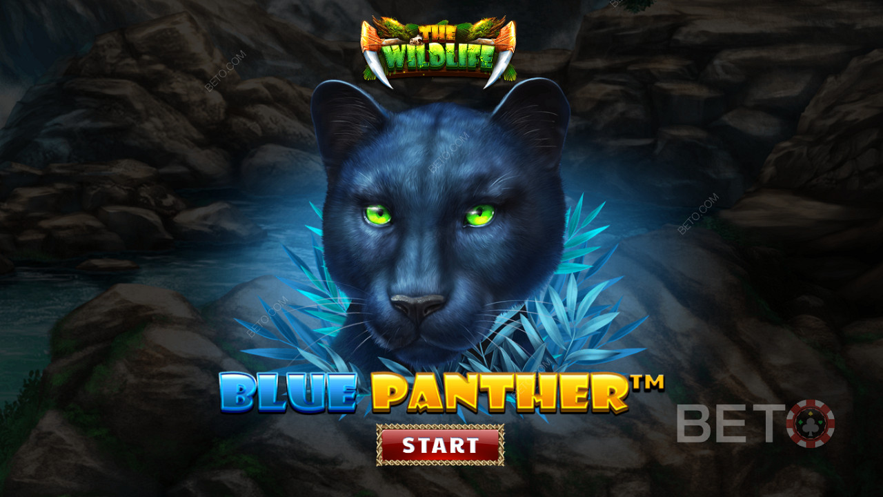 Бродите по джунглям среди ночных зверей слота Blue Panther